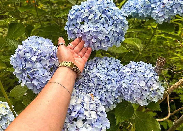 Hostel Pilgrims Rest - Nova De Cerveira - - - Al Vila Nova de Cerveira